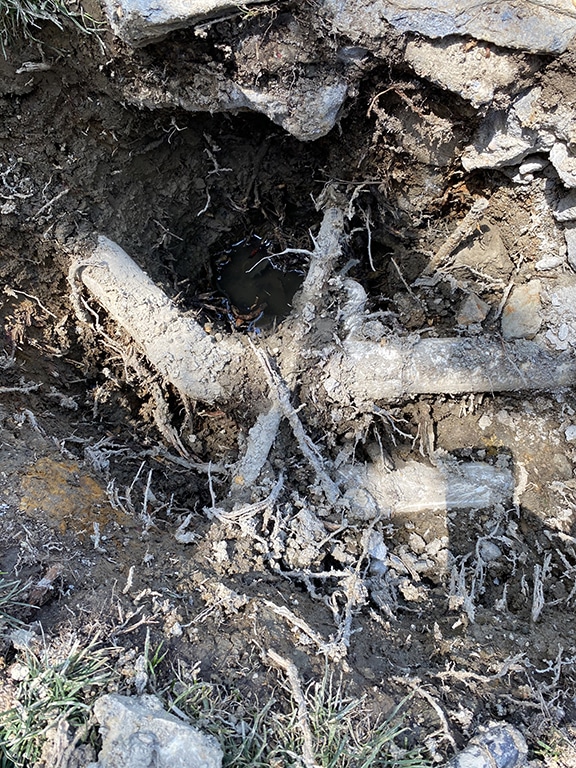 root damage